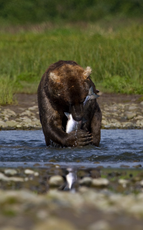 Grizzly Bear With Salmon